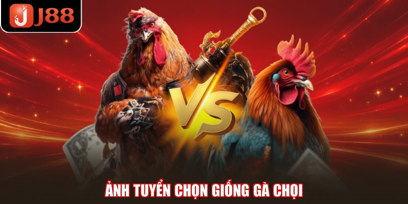 Ảnh tuyển chọn giống gà chọi