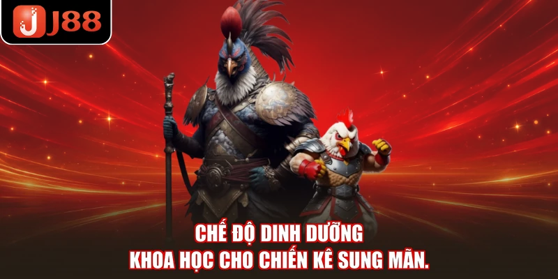 Chế độ dinh dưỡng khoa học cho chiến kê sung mãn.