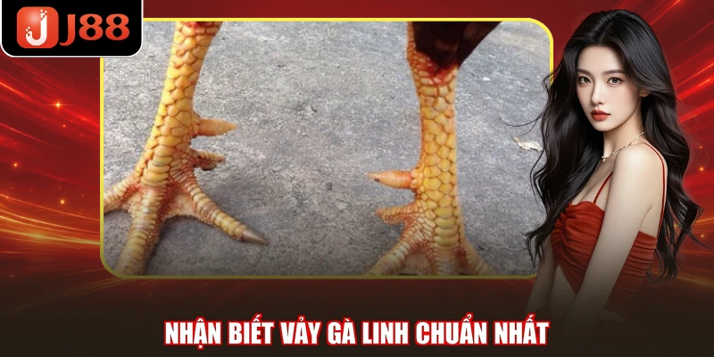 Nhận biết vảy gà linh chuẩn nhất